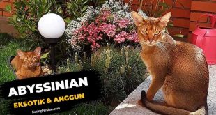 kucing abyssinian eksotik