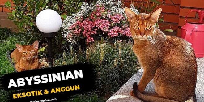kucing abyssinian eksotik