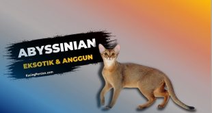 kucing abyssinian karakteristik dan ciri khasnya-