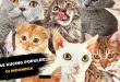 9 ras kucing populer di indonesia