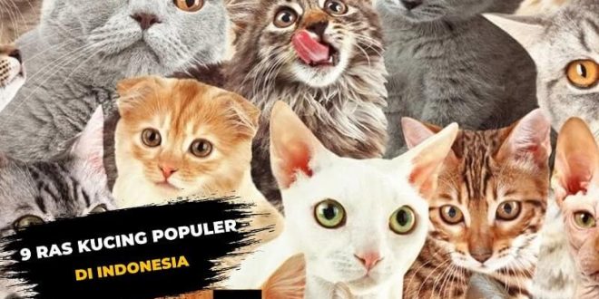 9 ras kucing populer di indonesia