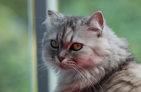 ciri khas kucing persia medium