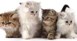 jenis kucing persia berdasarkan corak warna bulu