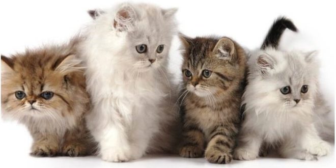 jenis kucing persia berdasarkan corak warna bulu