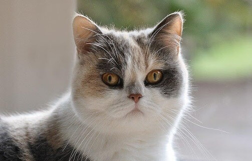 kucing persia shorthair 