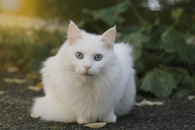ciri khas kucing anggora asli