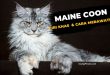 KUCING Maine coon, ciri khas dan cara merawat