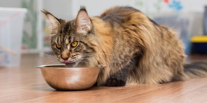 cara memberi makan kucing maine coon yang benar