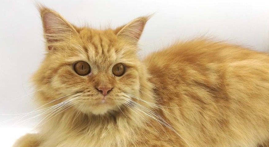 ginger maine coon mix persia