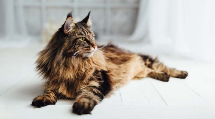 kucing maine coon mix persia