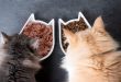 nutrisi dan gizi makanan kucing yang tepat