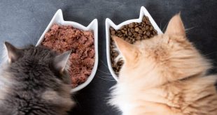 nutrisi dan gizi makanan kucing yang tepat