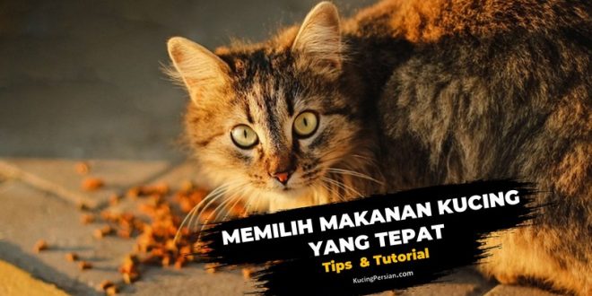 Tips Memilih Makanan Kucing yang Tepat