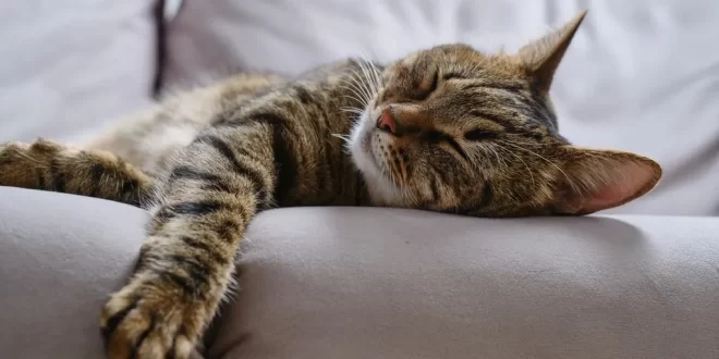 kenapa kucing tidurnya lama