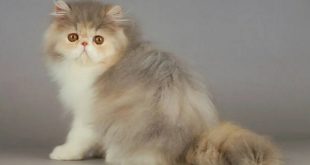 karakteristik kucing persia flatnose