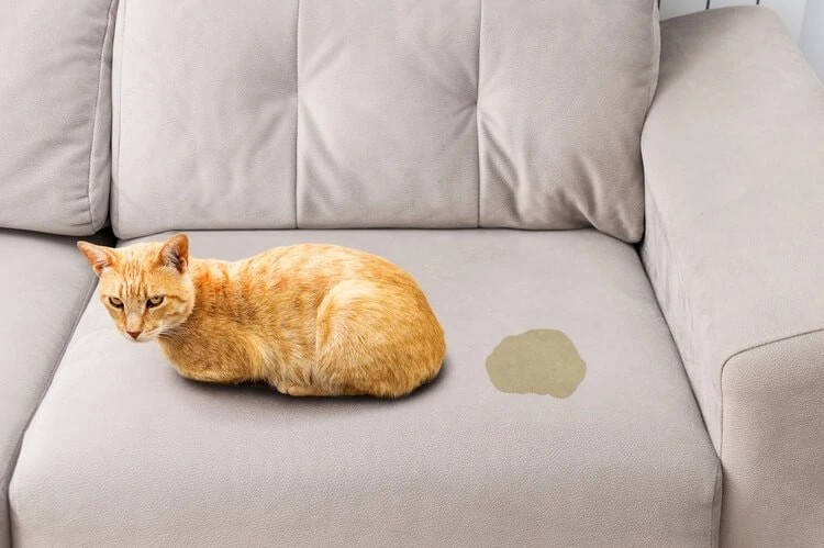 mengatasi kucing pipis di sofa