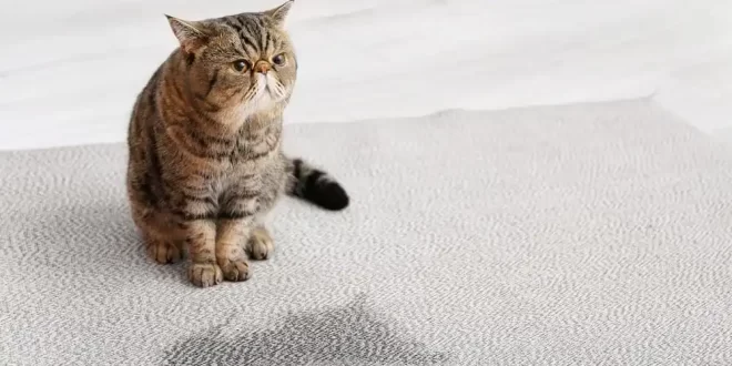 cara mengatasi kucing pipis sembarangan
