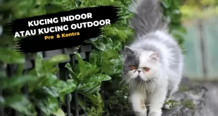 pro kontra pelihara kucing indoor atau outdoor