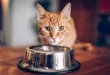 porsi makanan yang pas untuk kucing