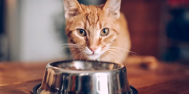 porsi makanan yang pas untuk kucing